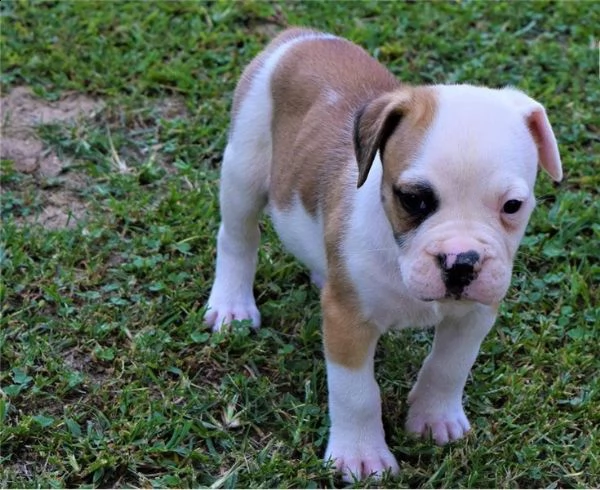 american pitbull terrier bellissimi | Foto 2