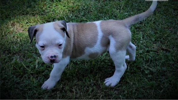 american pitbull terrier bellissimi | Foto 1