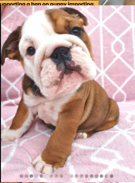 bulldog inglese 1 maschio 1 femmina | Foto 5