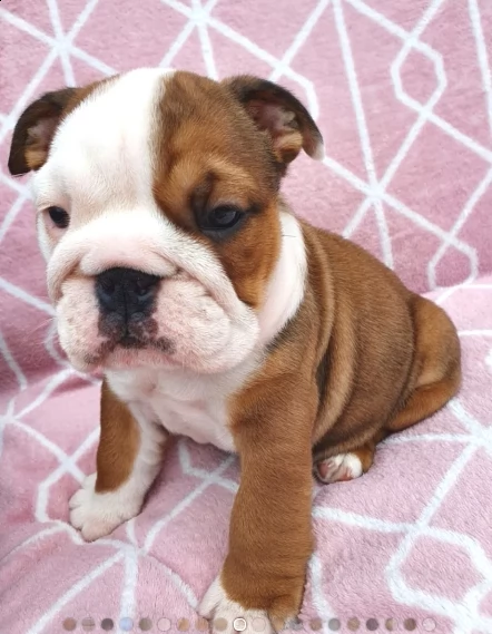 bulldog inglese 1 maschio 1 femmina | Foto 4