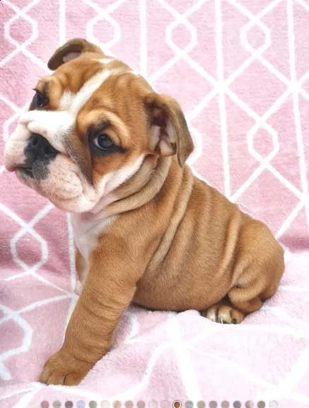 bulldog inglese 1 maschio 1 femmina | Foto 2