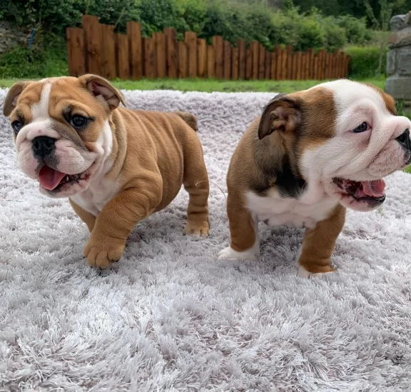 bulldog inglese 1 maschio 1 femmina