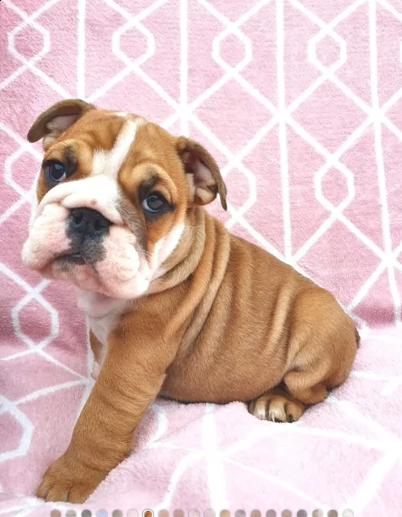 bulldog inglese 1 maschio 1 femmina | Foto 1