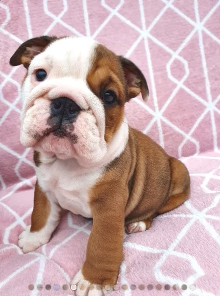 bulldog inglese 1 maschio 1 femmina | Foto 0