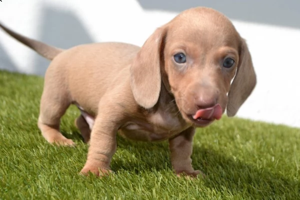 meravigliosi cuccioli di bassotto nano maschi e femmine | Foto 2