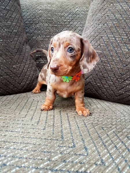 meravigliosi cuccioli di bassotto nano maschi e femmine | Foto 1