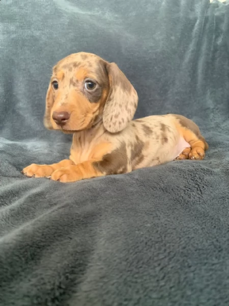 meravigliosi cuccioli di bassotto nano maschi e femmine | Foto 0