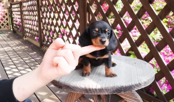 meravigliosi cuccioli di bassotto nano maschi e femmine