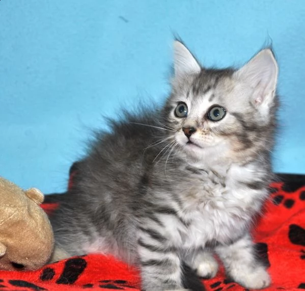 cucciole di razza maine coon eta due mesi | Foto 1