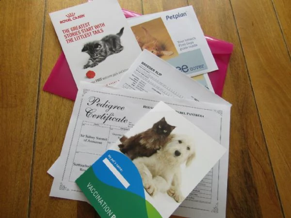 cucciole di razza maine coon eta due mesi | Foto 0