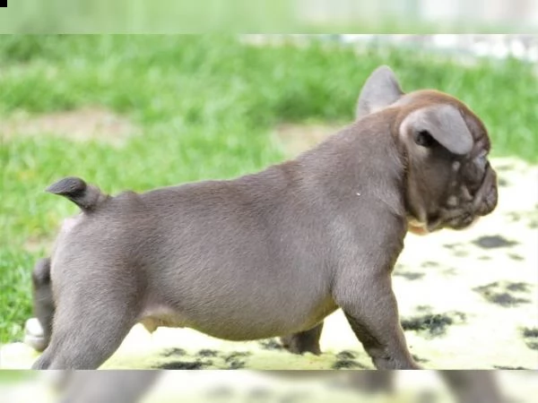 cuccioli di bulldog francese con documenti
