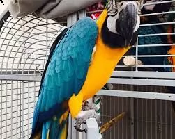 migliori e giocose ara blu e oro.