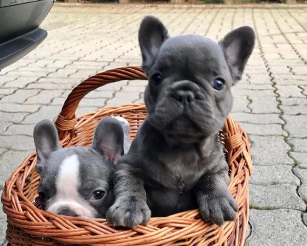 vendita bouledogue francese & bulldog francese simil porcellino  | Foto 0