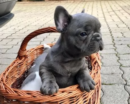 vendita bouledogue francese & bulldog francese simil porcellino 
