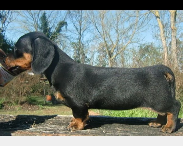 cuccioli di bassotto nano fulvo