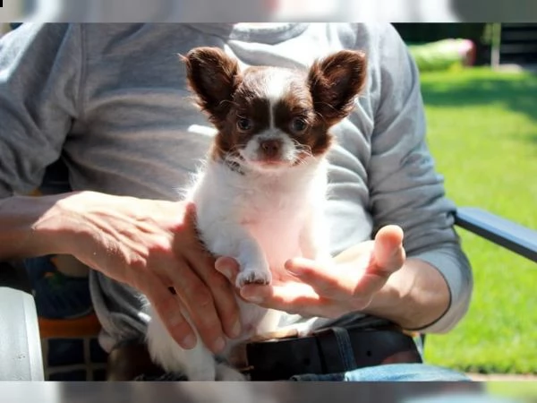 01 cuccioli di chihuahua fantastici e adorabili per l'adozione | Foto 1