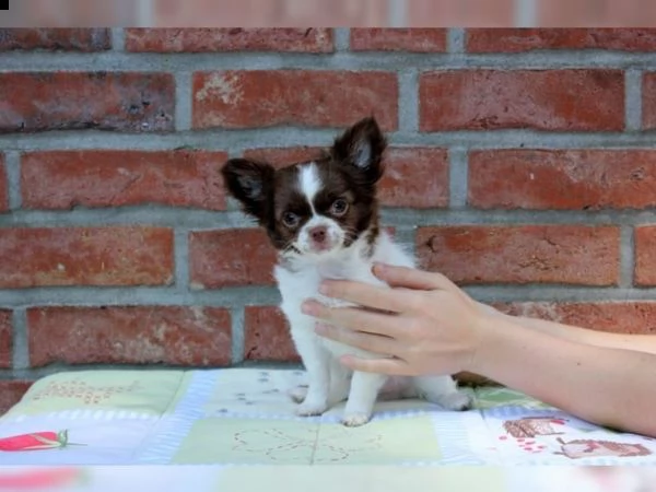 01 cuccioli di chihuahua fantastici e adorabili per l'adozione