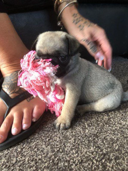 01 cuccioli carlino fantastici e adorabili per l'adozion
