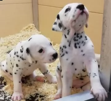 cuccioli dalmata carini e adorabili per l'adozione gratuita c | Foto 0