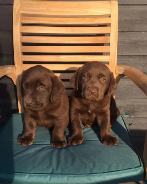 labrador retriever cioccolato e crema