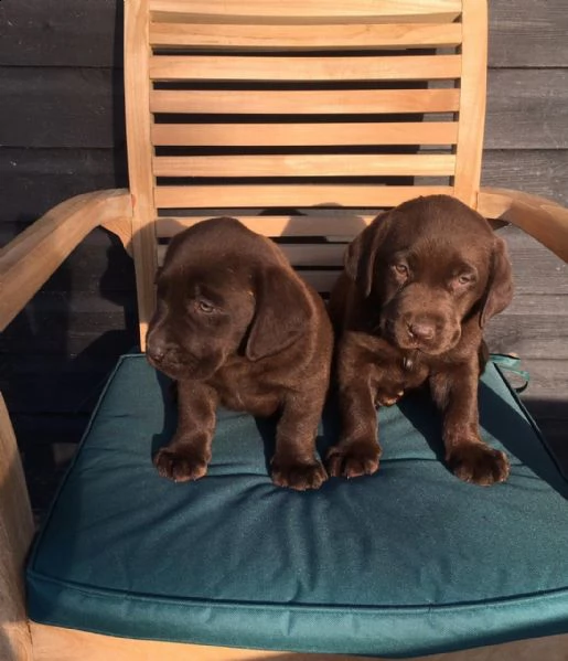 labrador retriever cioccolato e crema | Foto 0