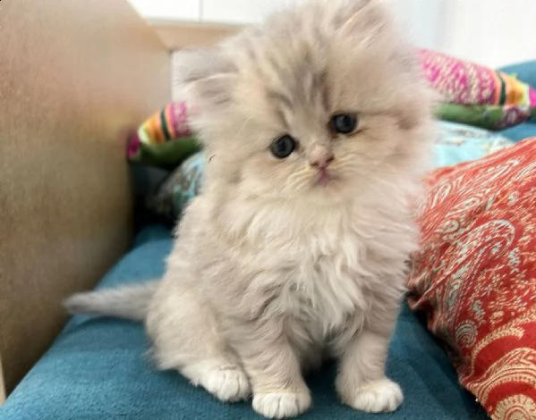 gattini persiani normotipo chinchilla e himalayani  | Foto 0