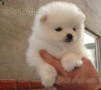 disponibili cuccioli di volpino pomerania toy puri e dolcissimi di 80 giorni si