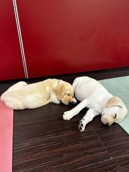Labrador cuccioli 