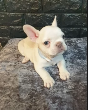 bouledogue francese di 75 giorni | Foto 2