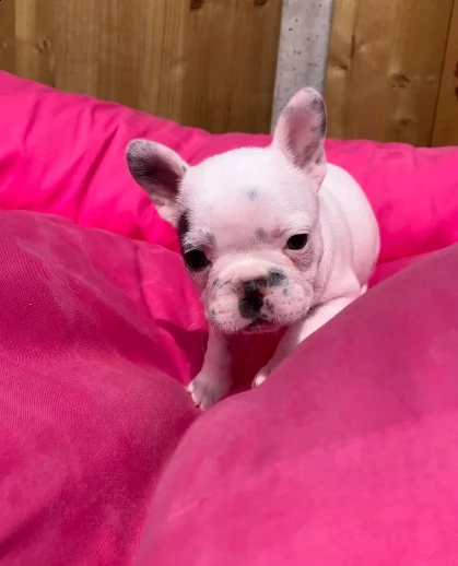 bouledogue francese di 75 giorni | Foto 1