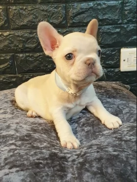bouledogue francese di 75 giorni | Foto 0