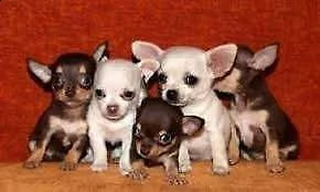 cediamo cuccioli meravigliosi di chihuahua toy di 2 mesi e mezzo in ottima 