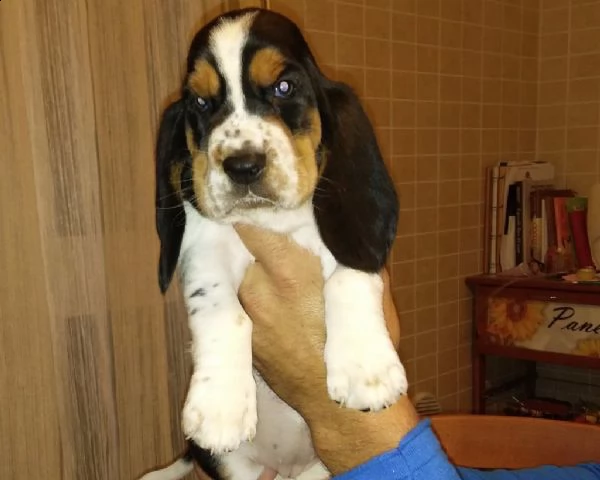 cucciole di bassethound