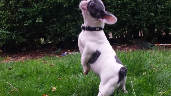 pedigree enci bouledogue francese di 75 giorni