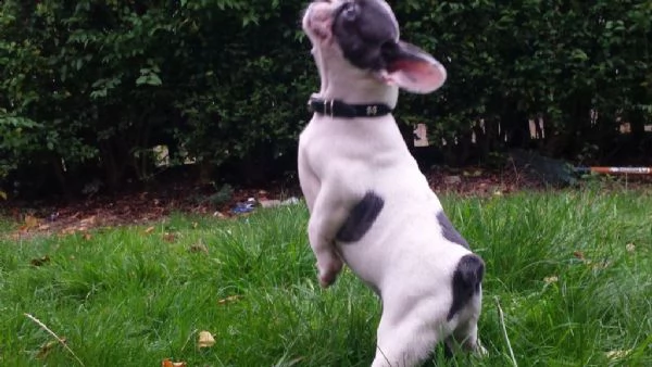 bouledogue francese microchip e pedigree enci