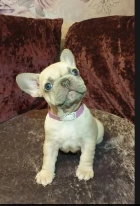 bouledogue francese meravigliosi cuccioli con pedigree enci 