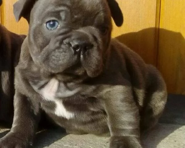  bouledogue francesi total blu 