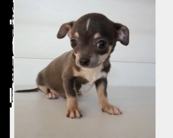 chihuahua blu cucciolo consegna a domicilio