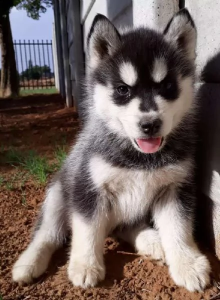 cuccioli di taglia giocattolo 3 mesi husky siberiano nati e allevati