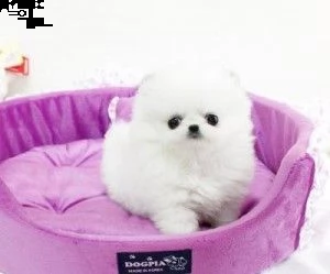 cuccioli pomeranian di alta qualità disponibili