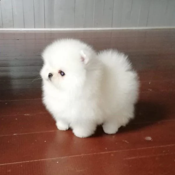 cucciolo di pomerania per adozione