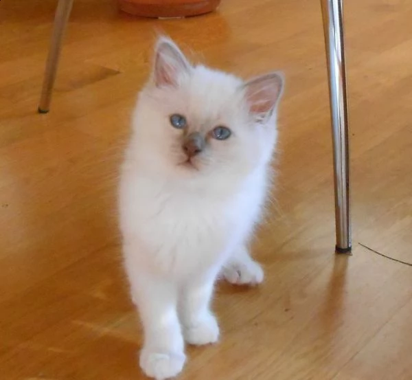 ucciola pelo lungo di 60 giorni sacro di birmani | Foto 0