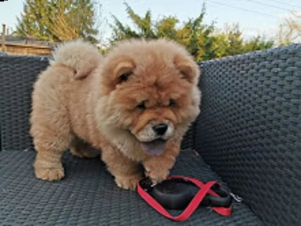 o3 simpatici cuccioli di chow chow per adozione gratuita | Foto 0