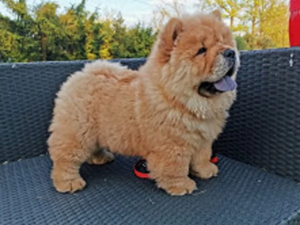o3 simpatici cuccioli di chow chow per adozione gratuita