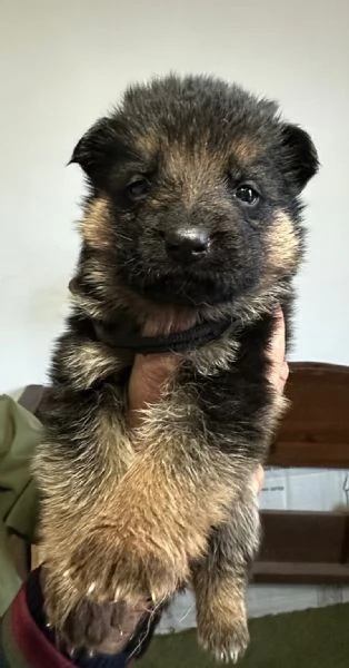 Vendo cuccioli di Pastore Tedesco con Pedigree  | Foto 5