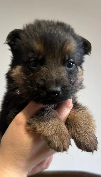Vendo cuccioli di Pastore Tedesco con Pedigree  | Foto 1