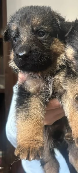 Vendo cuccioli di Pastore Tedesco con Pedigree  | Foto 0