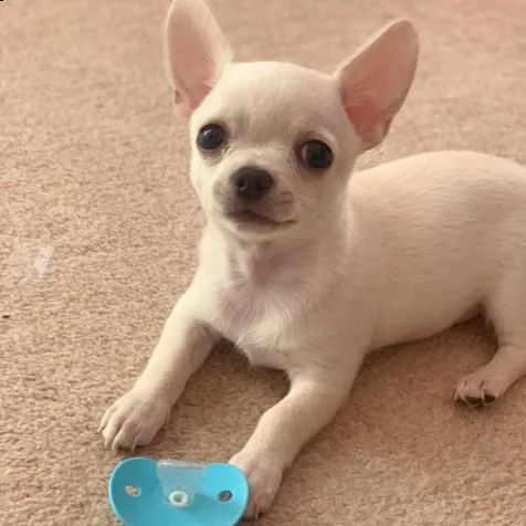 chihuahua maschietto mini blu con pedigree