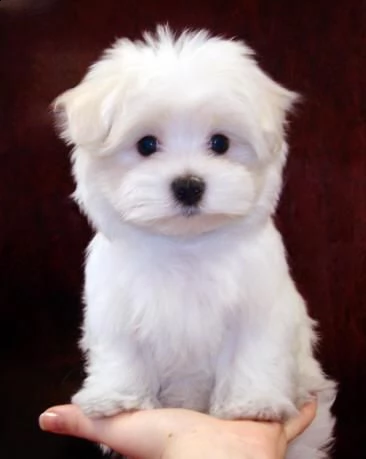 regalo dolci cuccioli maltese per l'adozione in italia