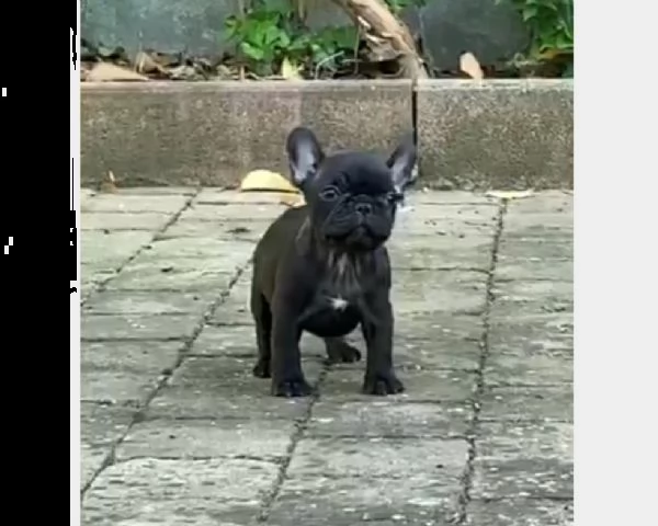 vendita cuccioli di bulldog francesi sull'adozione